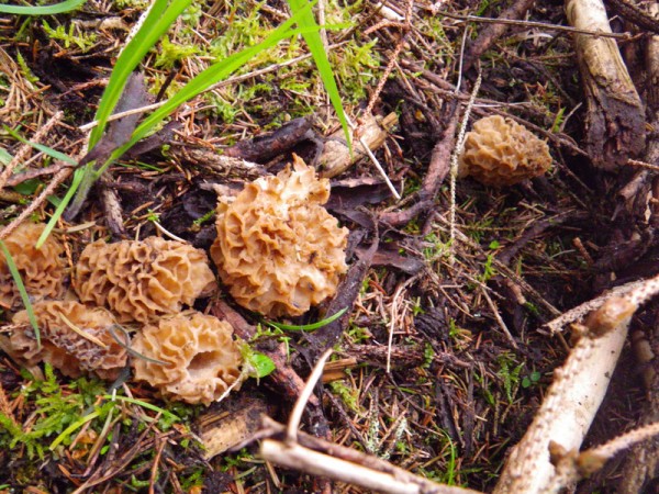 Morilles dans les bois 7 photo 7 600x450 Où trouver des Morilles ?
