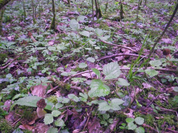 Bois et morille 8 photo 8 600x450 Où trouver des Morilles ?