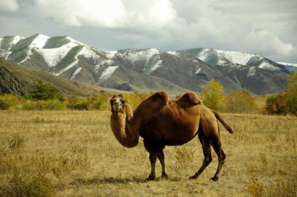 chameau en Mongolie