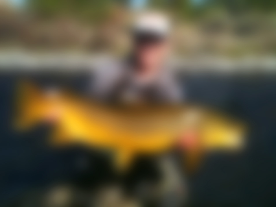 matt-heron-brown-trout-slider