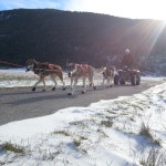musher experience chiens